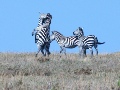 Zebra South Africa